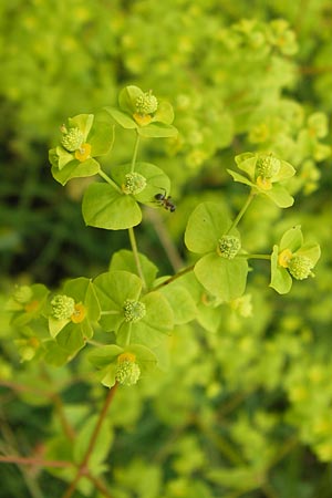 Euphorbia stricta \ Steife Wolfsmilch / Upright Spurge, D Philippsburg 26.6.2013