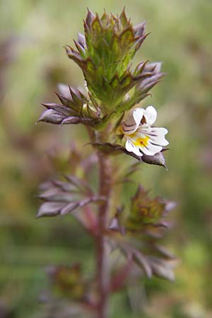 Euphrasia stricta \ Steifer Augentrost / Drug Eyebright, D Schwarzwald/Black-Forest, Hornisgrinde 31.7.2013