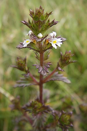 Euphrasia stricta \ Steifer Augentrost / Drug Eyebright, D Schwarzwald/Black-Forest, Hornisgrinde 31.7.2013