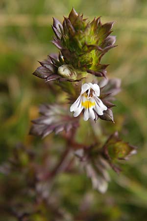 Euphrasia stricta \ Steifer Augentrost / Drug Eyebright, D Schwarzwald/Black-Forest, Hornisgrinde 31.7.2013