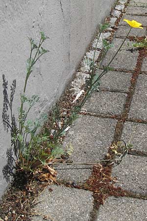 Eschscholzia californica \ Kalifornischer Kappen-Mohn, Goldmohn, D Mannheim 2.8.2013