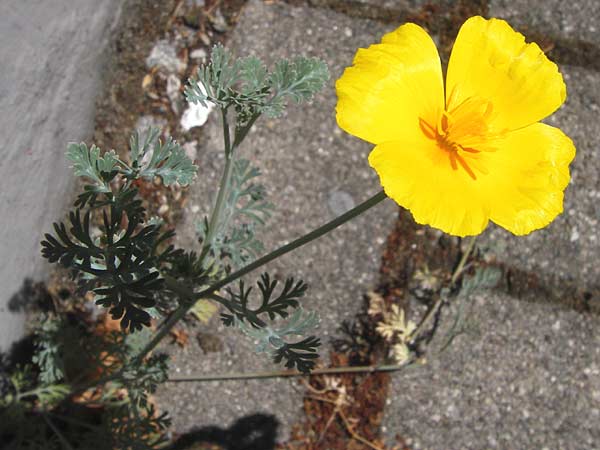 Eschscholzia californica \ Kalifornischer Kappen-Mohn, Goldmohn / California Poppy, D Mannheim 2.8.2013