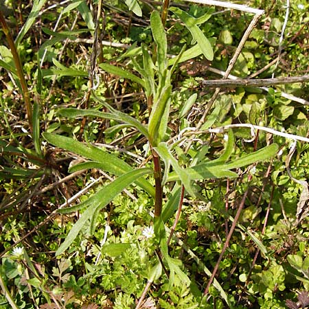 Artemisia dracunculus \ Estragon / Tarragon, D Hemsbach 8.3.2014