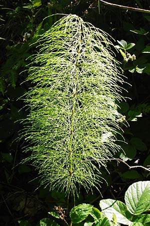 Equisetum sylvaticum / Wood Horsetail, D Zwiesel 9.6.2014