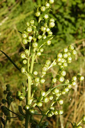 Artemisia dracunculus \ Estragon / Tarragon, D Gimbsheim 17.7.2014