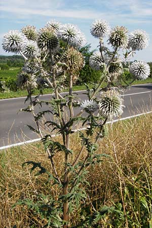 Echinops sphaerocephalus \ Drsenblttrige Kugeldistel, Rundkpfige Kugeldistel, D Oppenheim 18.7.2014