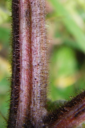 Echinops sphaerocephalus \ Drsenblttrige Kugeldistel, Rundkpfige Kugeldistel, D Viernheim 13.8.2014