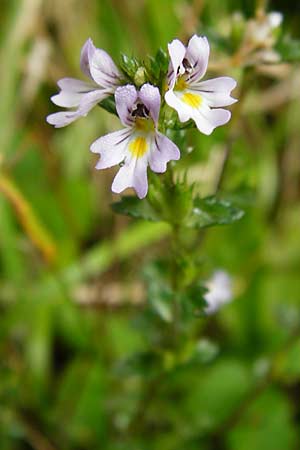 Euphrasia stricta / Drug Eyebright, D Black-Forest, Schliffkopf 11.9.2014