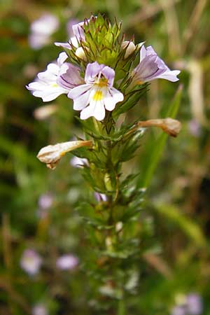 Euphrasia stricta \ Steifer Augentrost / Drug Eyebright, D Schwarzwald/Black-Forest, Schliffkopf 11.9.2014