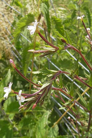 Epilobium tetragonum \ Vierkantiges Weidenrschen, D Öhningen 14.6.2011