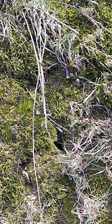 Equisetum x trachyodon / Mackay's Horsetail, D Ketsch 5.3.2013