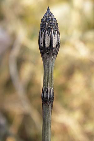 Equisetum x trachyodon / Mackay's Horsetail, D Ketsch 5.3.2013