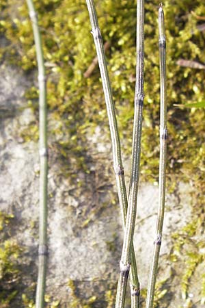 Equisetum x trachyodon / Mackay's Horsetail, D Ketsch 5.3.2013