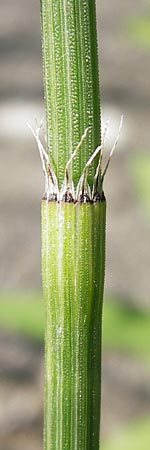 Equisetum x trachyodon / Mackay's Horsetail, D Ketsch 19.7.2013