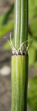 Equisetum x trachyodon \ Rauzhniger Schachtelhalm / Mackay's Horsetail, D Ketsch 19.7.2013