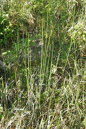 Equisetum x trachyodon \ Rauzhniger Schachtelhalm / Mackay's Horsetail, D Ketsch 19.7.2013