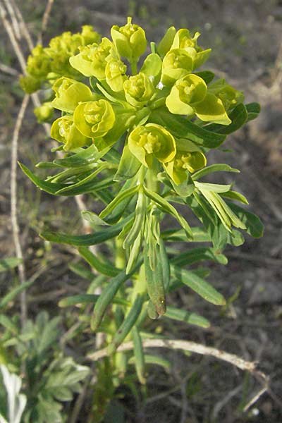 Euphorbia cyparissias \ Zypressen-Wolfsmilch / Cypress Spurge, D Mannheim 19.4.2006