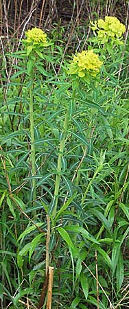 Euphorbia palustris \ Sumpf-Wolfsmilch, D Kehl 13.5.2006