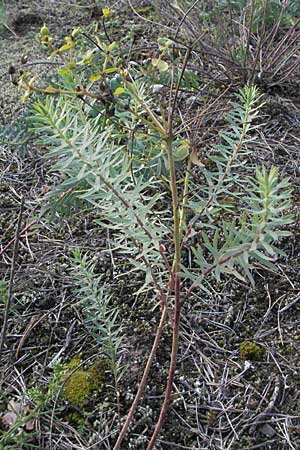 Euphorbia seguieriana \ Steppen-Wolfsmilch / Seguier's Spurge, D Sandhausen 31.8.2006