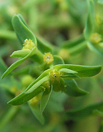 Euphorbia exigua / Dwarf Spurge, D Sandhausen 31.8.2006