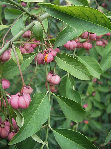 Euonymus europaeus \ Gewhnliches Pfaffenhtchen / Spindle, D Mannheim 17.9.2006