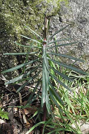 Euphorbia lathyris \ Kreuzblttrige Wolfsmilch / Caper Spurge, D Weinheim an der Bergstraße 10.3.2007