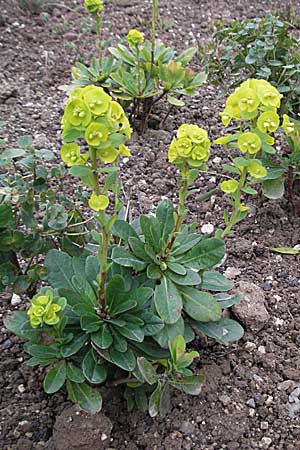 Euphorbia robbiae \ Wolfsmilch / Spurge, D Botan. Gar.  Universit.  Heidelberg 17.3.2007