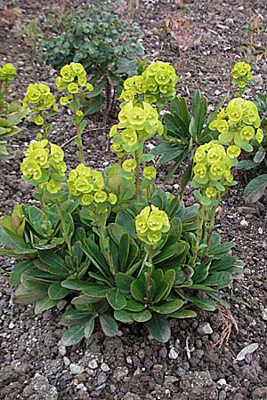 Euphorbia robbiae \ Wolfsmilch / Spurge, D Botan. Gar.  Universit.  Heidelberg 17.3.2007