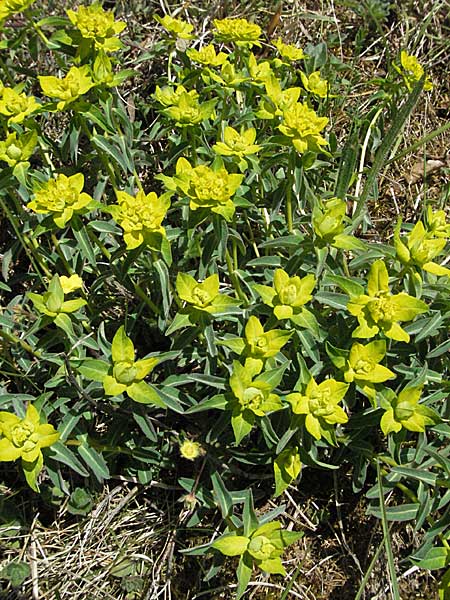 Euphorbia verrucosa / Warty Spurge, D Sigmaringen 21.4.2007