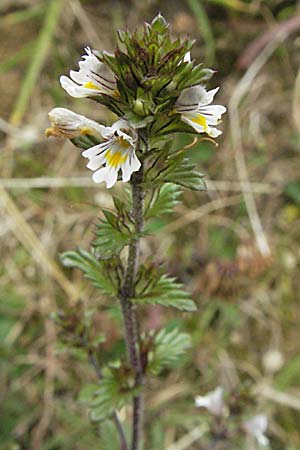 Euphrasia rostkoviana \ Gewhnlicher Augentrost / Common Eyebright, D Schwarzwald/Black-Forest, Feldberg 18.8.2007