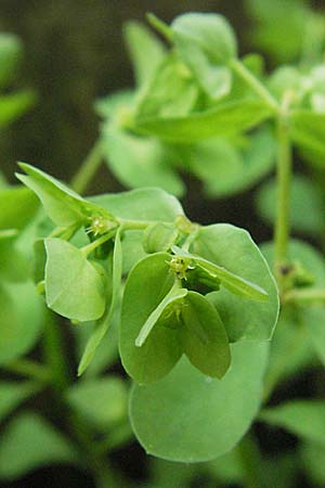 Euphorbia peplus / Petty Spurge, D Bensheim 5.7.2007