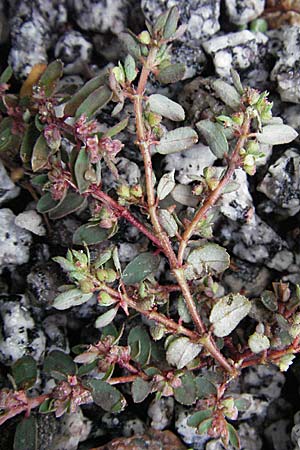 Chamaesyce maculata \ Gefleckte Wolfsmilch / Spotted Spurge, Spotted Sandmat, D Bensheim 5.7.2007