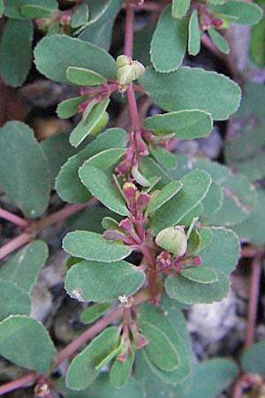 Chamaesyce humifusa \ Niederliegende Wolfsmilch / Trailing Spurge, D Heppenheim 6.7.2007