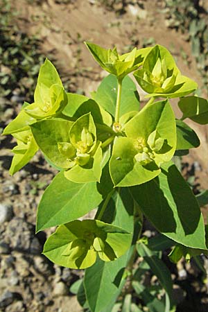 Euphorbia platyphyllos \ Breitblttrige Wolfsmilch, D Mosbach 7.7.2007