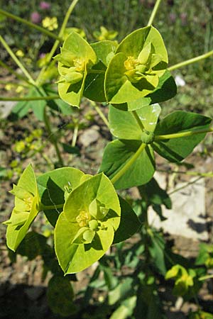 Euphorbia platyphyllos \ Breitblttrige Wolfsmilch / Broad-Leaved Spurge, D Mosbach 7.7.2007