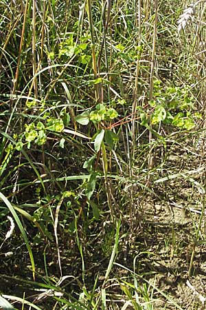 Euphorbia stricta \ Steife Wolfsmilch / Upright Spurge, D Mosbach 7.7.2007