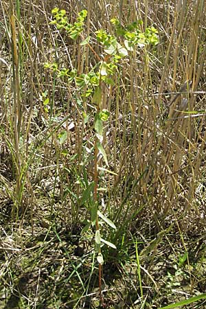 Euphorbia stricta \ Steife Wolfsmilch / Upright Spurge, D Mosbach 7.7.2007