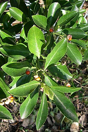 Euonymus japonicus \ Japanisches Pfaffenhtchen / Japanese Spindle, D Mannheim 24.2.2008