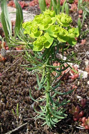 Euphorbia cyparissias \ Zypressen-Wolfsmilch / Cypress Spurge, D Rheinhessen, Frei-Laubersheim 26.4.2008