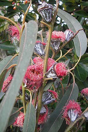 Eucalyptus ficifolia \ Roter Eukalyptus, Purpur-Eukalyptus, D  14.12.2008