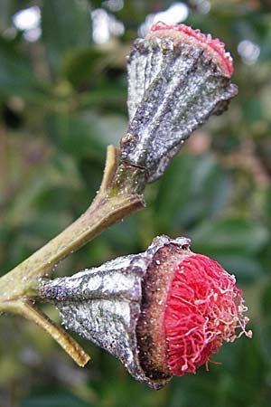 Eucalyptus ficifolia \ Roter Eukalyptus, Purpur-Eukalyptus, D  14.12.2008