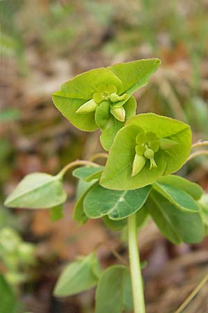 Euphorbia dulcis, Sweet Spurge