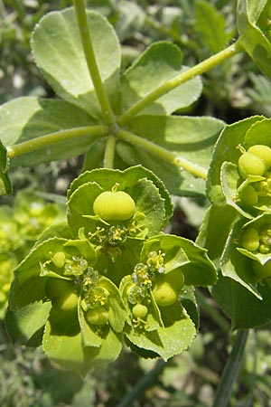 Euphorbia helioscopia \ Sonnwend-Wolfsmilch, Sonnen-Wolfsmilch / Sun Spurge, D Gerolzhofen-Sulzheim 25.4.2009