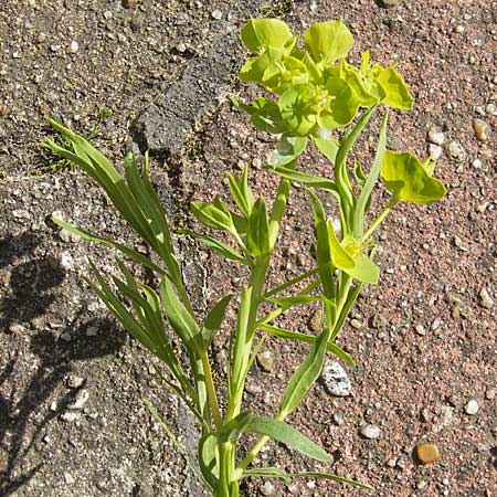 Euphorbia saratoi \ Schein-Ruten-Wolfsmilch, D Mannheim 4.5.2009