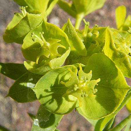 Euphorbia saratoi \ Schein-Ruten-Wolfsmilch, D Mannheim 4.5.2009