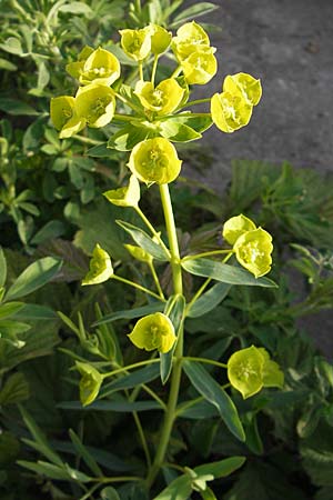 Euphorbia saratoi / Twiggy Spurge, D Mannheim 6.5.2009
