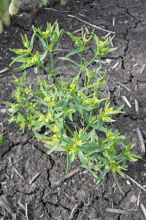Euphorbia exigua / Dwarf Spurge, D Groß-Gerau 20.6.2009