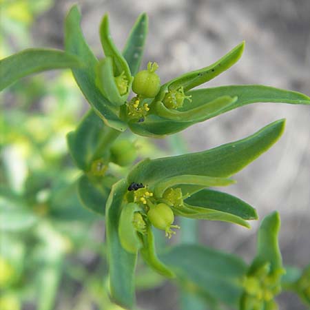 Euphorbia exigua / Dwarf Spurge, D Groß-Gerau 20.6.2009