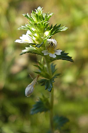 Euphrasia stricta \ Steifer Augentrost / Drug Eyebright, D Odenwald, Erbach 19.8.2009