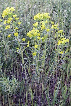 Euphorbia saratoi / Twiggy Spurge, D Mannheim 22.4.2010